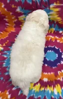 Jeanie CKC, a female Poochon for sale in Bedford, IN – 4 of 6