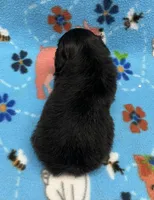 Lola CKC, a female Shihpoo for sale in Bedford, IN – 6 of 6