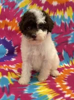 Molly CKC, a female Poodle - Toy  for sale in Bedford, IN – 4 of 6