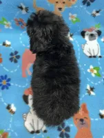 Baxter CKC , a female Poodle - Toy  for sale in Bedford, IN – 3 of 3