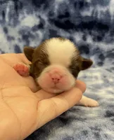 Demi CKC, a female Shih Tzu for sale in Bedford, IN – Photo 2 of 6