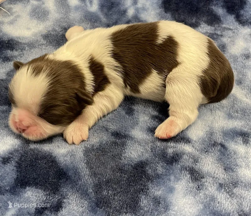 Demi CKC – Shih Tzu puppy for sale in Bedford, IN