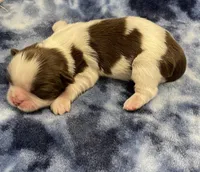 Demi CKC, a female Shih Tzu for sale in Bedford, IN – Photo 1 of 6