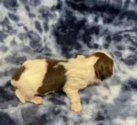Demi CKC, a female Shih Tzu for sale in Bedford, IN – Photo 6 of 6