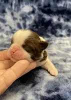 Demi CKC, a female Shih Tzu for sale in Bedford, IN – Photo 3 of 6