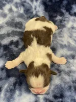 Demi CKC, a female Shih Tzu for sale in Bedford, IN – Photo 4 of 6