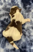 Demi CKC, a female Shih Tzu for sale in Bedford, IN – Photo 5 of 6