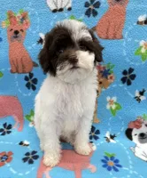 Molly CKC, a female Poodle - Toy  for sale in Bedford, IN – 2 of 3