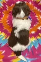 Elsa CKC, a female Shih Tzu for sale in Bedford, IN – 6 of 7