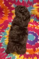 Gigi CKC, a female Poodle - Toy  for sale in Bedford, IN – 5 of 6