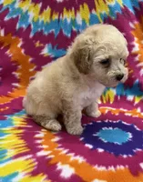 Mack CKC, a male Poochon for sale in Bedford, IN – 5 of 6
