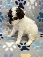 Honey, a female Poodle - Miniature  for sale in Bedford, IN – 3 of 4