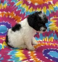 Archie CKC, a female Poodle - Toy  for sale in Bedford, IN – 5 of 6