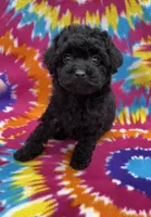 Gigi CKC, a female Poodle - Toy  for sale in Bedford, IN – 2 of 6