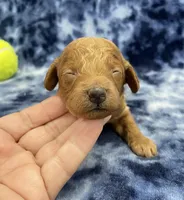 Rocky CKC , a male Miniature Goldendoodle for sale in Bedford, IN – Photo 6 of 7