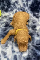 Rocky CKC , a male Miniature Goldendoodle for sale in Bedford, IN – Photo 7 of 7