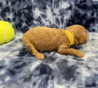 Rocky CKC , a male Miniature Goldendoodle for sale in Bedford, IN – Photo 4 of 7