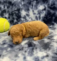 Rocky CKC , a male Miniature Goldendoodle for sale in Bedford, IN – Photo 1 of 7