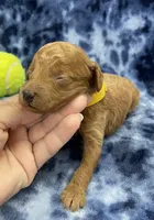 Rocky CKC , a male Miniature Goldendoodle for sale in Bedford, IN – Photo 5 of 7