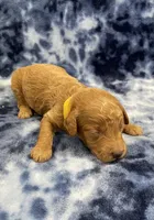 Rocky CKC , a male Miniature Goldendoodle for sale in Bedford, IN – Photo 3 of 7