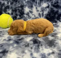 Rocky CKC , a male Miniature Goldendoodle for sale in Bedford, IN – Photo 2 of 7