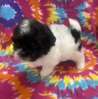 Arlo CKC, a male Shichon for sale in Bedford, IN – 7 of 9