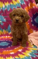 Rocky mini, a male Miniature Goldendoodle for sale in Bedford, IN – 2 of 6