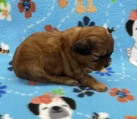 Lainey CKC , a female Shihpoo for sale in Bedford, IN – 7 of 7
