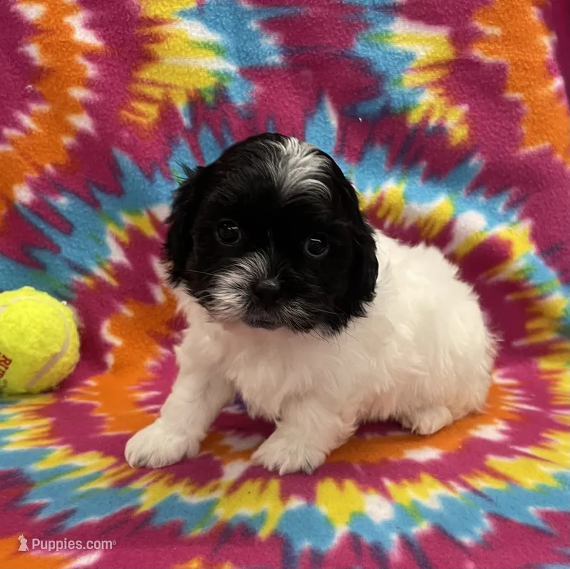 Arlo CKC – Shichon puppy for sale in Bedford, IN