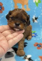 Lainey CKC , a female Shihpoo for sale in Bedford, IN – 2 of 7
