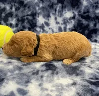 Ranger mini, a male Miniature Goldendoodle for sale in Bedford, IN – Photo 6 of 8