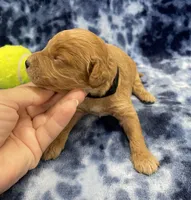 Ranger mini, a male Miniature Goldendoodle for sale in Bedford, IN – Photo 4 of 8