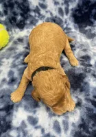 Ranger mini, a male Miniature Goldendoodle for sale in Bedford, IN – Photo 5 of 8