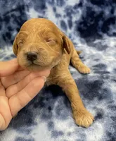 Ranger mini, a male Miniature Goldendoodle for sale in Bedford, IN – Photo 2 of 8
