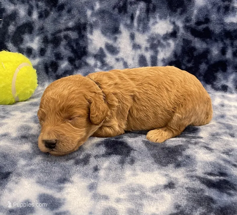 Ranger mini – Miniature Goldendoodle puppy for sale in Bedford, IN
