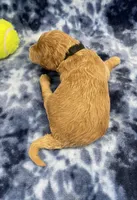 Ranger mini, a male Miniature Goldendoodle for sale in Bedford, IN – Photo 7 of 8