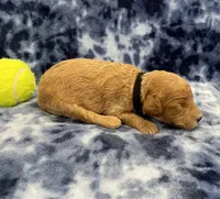 Ranger mini, a male Miniature Goldendoodle for sale in Bedford, IN – Photo 8 of 8