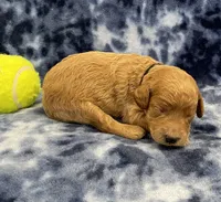 Ranger mini, a male Miniature Goldendoodle for sale in Bedford, IN – Photo 3 of 8