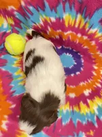 Buzz CKC, a male Shih Tzu for sale in Bedford, IN – 5 of 6
