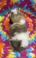 Peanut CKC, a male Shichon for sale in Bedford, IN – 8 of 8