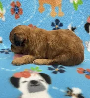 Lainey CKC , a female Shihpoo for sale in Bedford, IN – 5 of 7