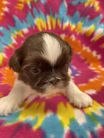 Alfie, a male Shih Tzu for sale in Bedford, IN – 3 of 5