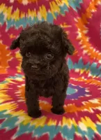 Baxter CKC, a female Poodle - Toy  for sale in Bedford, IN – 4 of 5