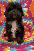 Linley CKC, a female Shihpoo for sale in Bedford, IN – 3 of 5