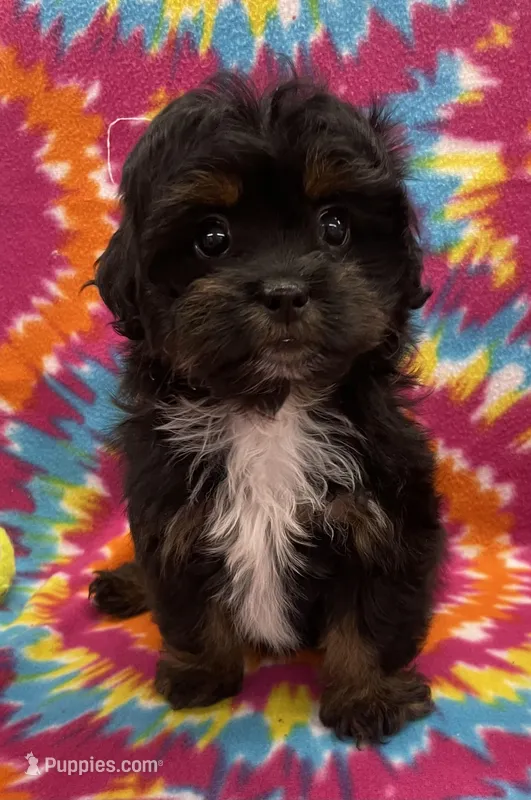 Linley CKC – Shihpoo puppy for sale in Bedford, IN