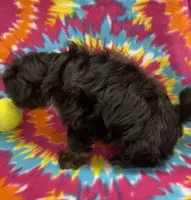 Linley CKC, a female Shihpoo for sale in Bedford, IN – 5 of 5