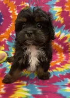 Linley CKC, a female Shihpoo for sale in Bedford, IN – 4 of 5