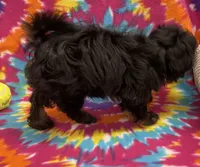 Linley CKC, a female Shihpoo for sale in Bedford, IN – 2 of 5