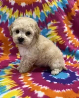 Mack CKC, a male Poochon for sale in Bedford, IN – 6 of 6
