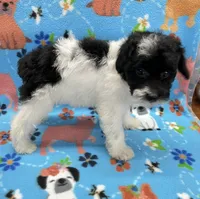 Archie CKC, a female Poodle - Toy  for sale in Bedford, IN – 2 of 4